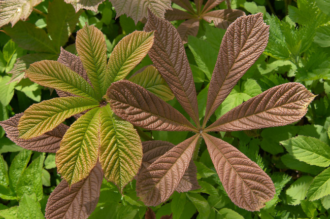 Обои картинки фото природа, листья, ветка