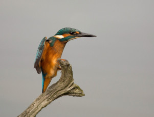 Картинка животные зимородки рыболов