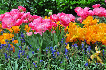 Картинка цветы разные+вместе тюльпаны люпин много