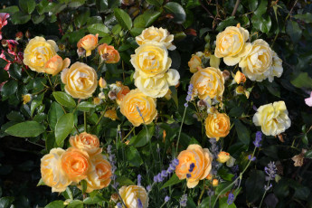 Картинка цветы розы куст кремовые