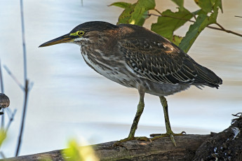 Картинка животные цапли +выпи цапля