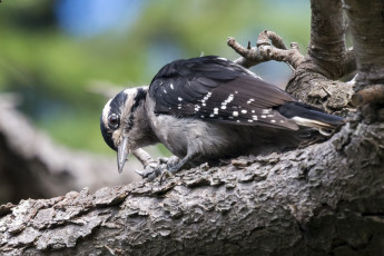 Картинка животные дятлы дятел