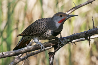 Картинка животные дятлы птичка