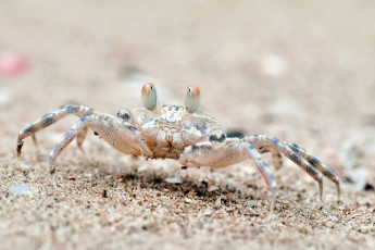 Картинка животные крабы +раки крабик