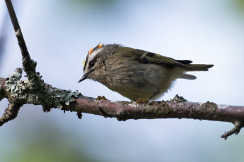 Картинка животные птицы птичка