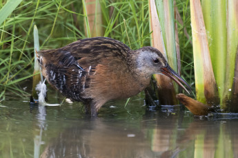 Картинка животные птицы вода птица