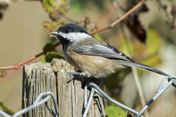 Картинка животные синицы +лазоревки птичка