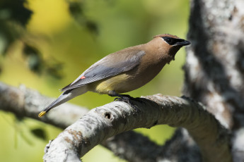 Картинка животные свиристели дрозд рябинник