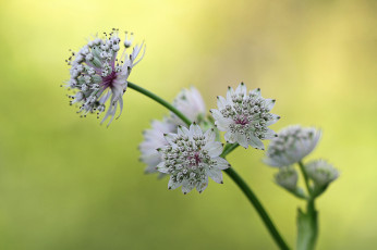 Картинка цветы фон астранция ветка белые