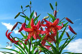 Картинка цветы лилии +лилейники лилиии красный бутоны