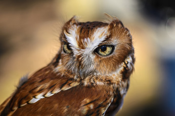 Картинка животные совы сова голова глаза оперение