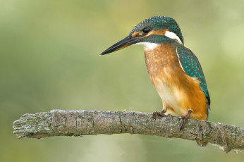 Картинка животные зимородки рыболов