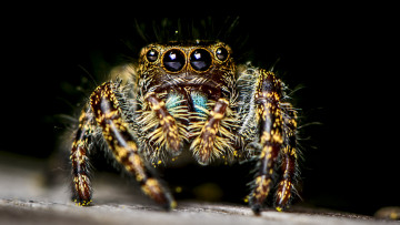 Картинка животные пауки паучок