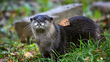 Картинка животные выдры +каланы +ондатры выдра
