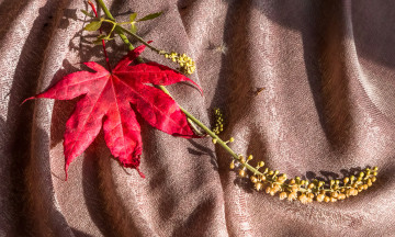 Картинка разное -+другое клен ткань осень лист