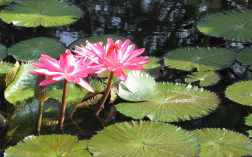 Картинка цветы лотосы листья лепестки