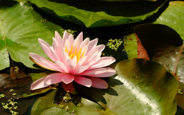 Картинка цветы лотосы листья лепестки