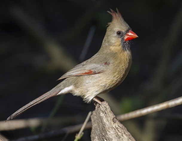 Обои картинки фото животные, птицы, птичка