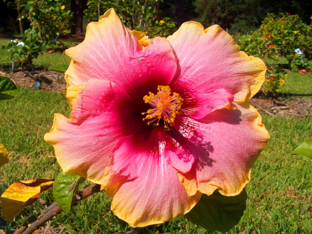 Обои картинки фото цветы, гибискусы, гибискус, розовый