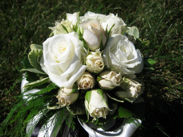 Обои картинки фото цветы, розы, белые, букет