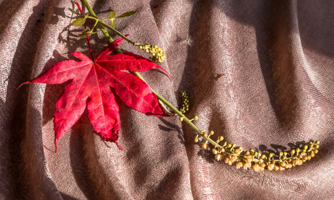 Обои картинки фото разное, - другое, клен, ткань, осень, лист