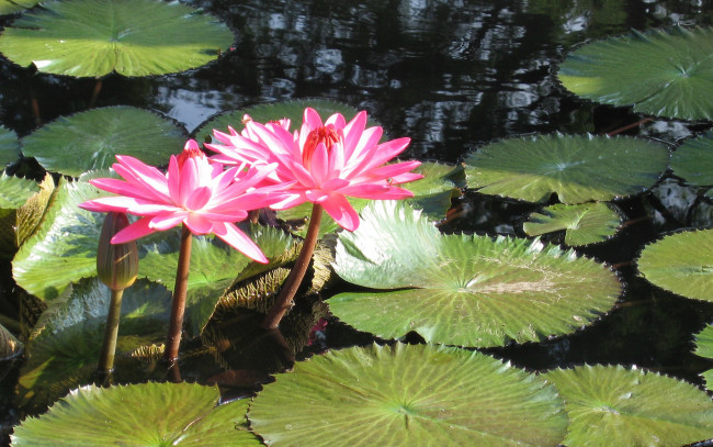 Обои картинки фото цветы, лотосы, листья, лепестки