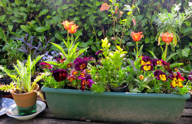 Обои картинки фото цветы, разные вместе, тюльпаны, анютины, глазки, вазон