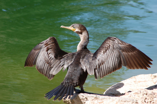 Обои картинки фото животные, Чайки,  бакланы,  крачки, баклан