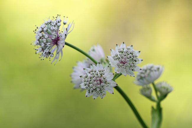 Обои картинки фото цветы, фон, астранция, ветка, белые