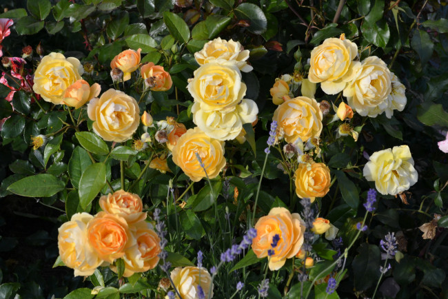 Обои картинки фото цветы, розы, куст, кремовые