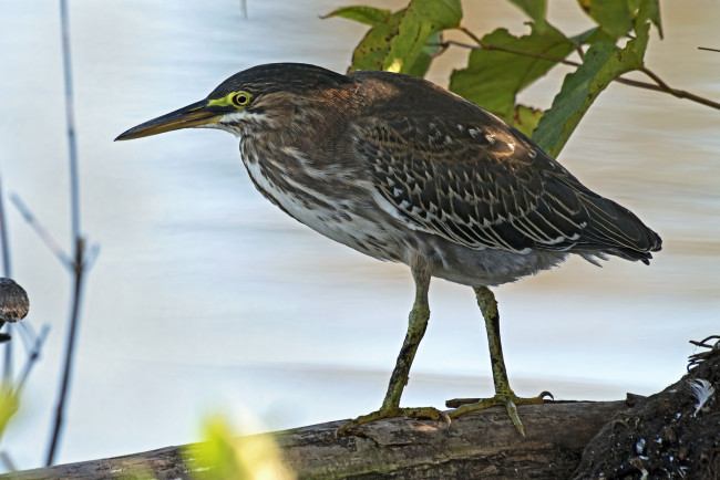 Обои картинки фото животные, цапли,  выпи, цапля