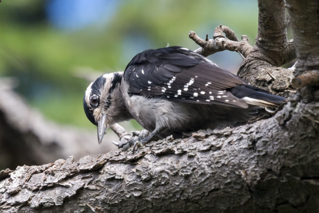 Обои картинки фото животные, дятлы, дятел