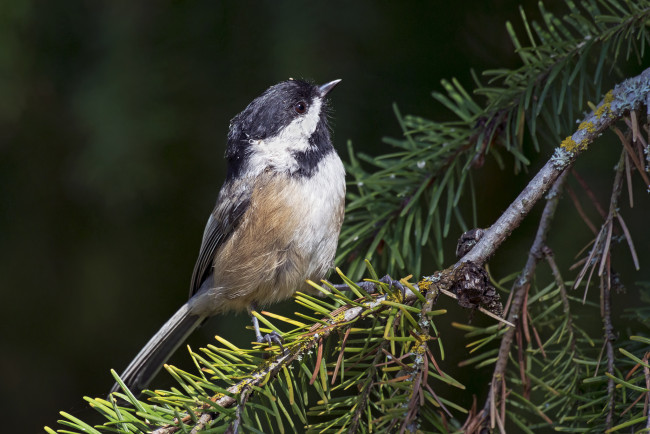 Обои картинки фото животные, птицы, птичка