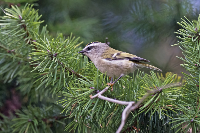 Обои картинки фото животные, синицы,  лазоревки, птичка