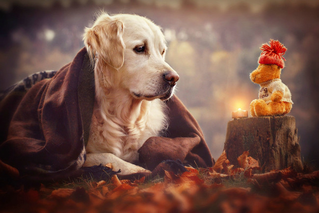 Обои картинки фото животные, собаки, игрушка, собака, взгляд