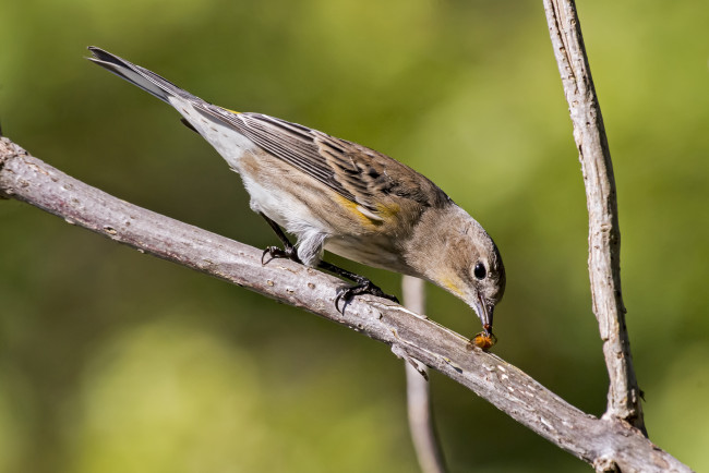 Обои картинки фото животные, воробьи, птичка