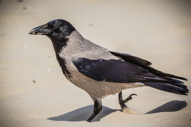 Обои картинки фото животные, вороны,  грачи,  галки, ворона