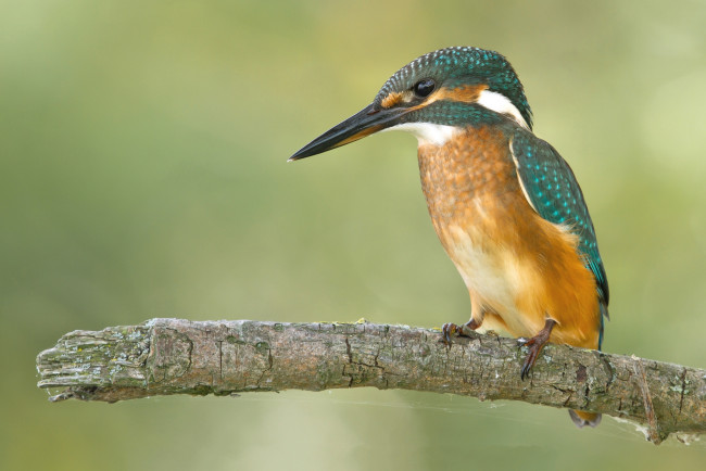 Обои картинки фото животные, зимородки, рыболов