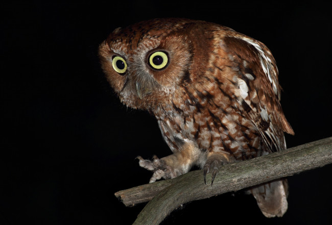 Обои картинки фото животные, совы, сова, голова, глаза, оперение