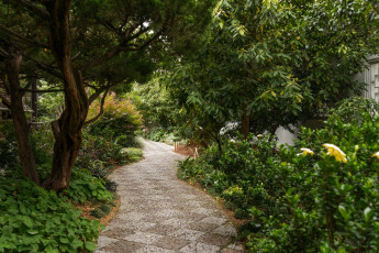 Картинка природа дороги дорога лес