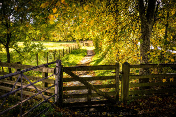 Картинка природа дороги калитка тропинка лес