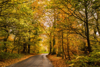 Картинка природа дороги дорога лес