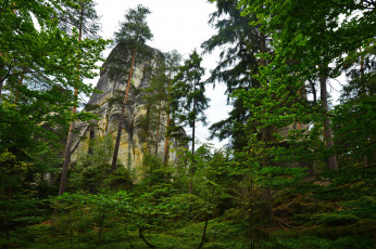 Картинка природа горы скала лес