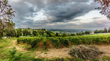 Картинка природа поля виноградник