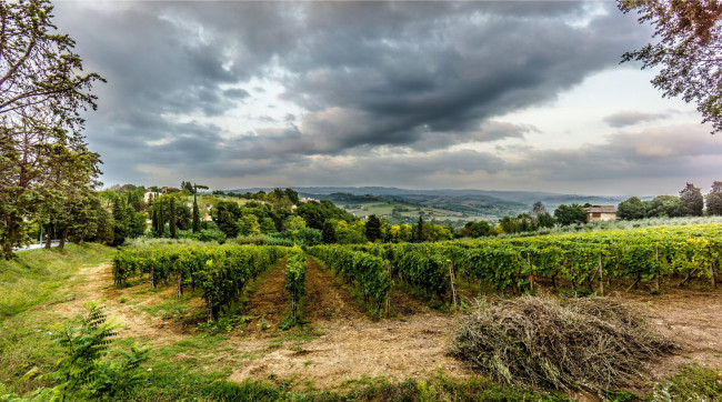 Обои картинки фото природа, поля, виноградник