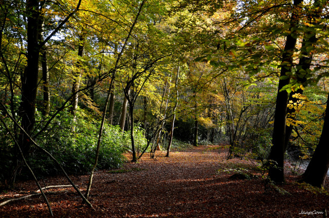 Обои картинки фото природа, дороги, дорога, лес