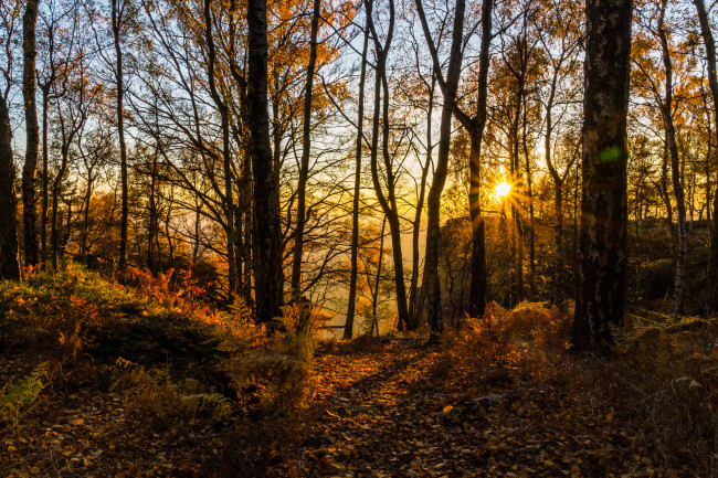 Обои картинки фото природа, лес, рассвет