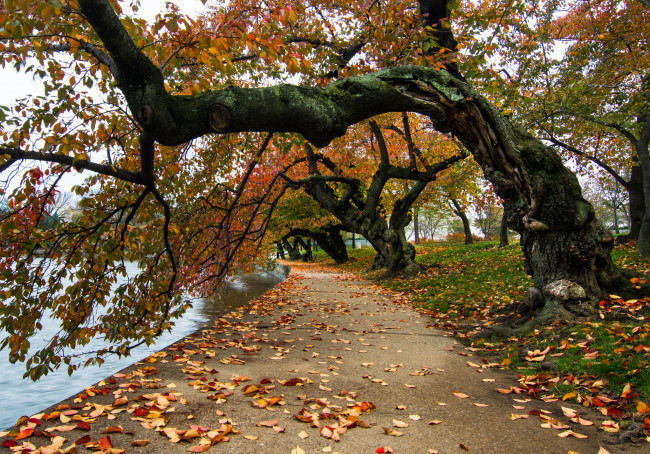 Обои картинки фото природа, дороги, река, лес