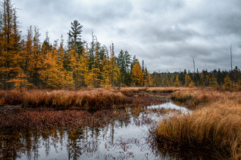 Картинка природа реки озера лес река