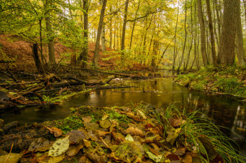 Картинка природа реки озера лес река